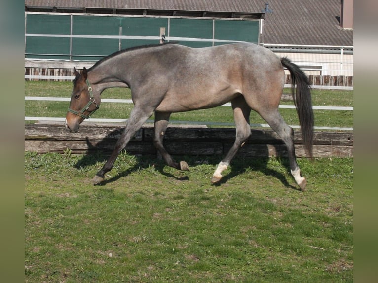 American Quarter Horse Mare 3 years 15,2 hh Roan-Bay in Pöttsching