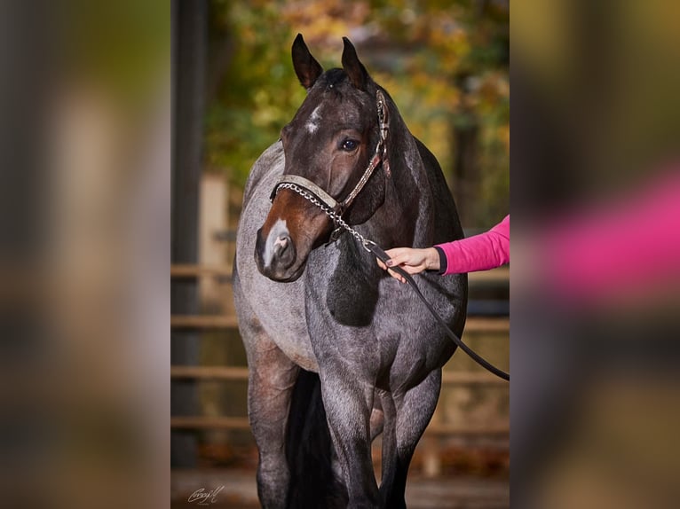 American Quarter Horse Mare 3 years 15,2 hh Roan-Bay in Pöttsching