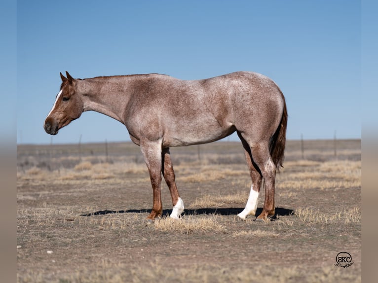 American Quarter Horse Mare 3 years 15,2 hh Roan-Red in Canyon, TX