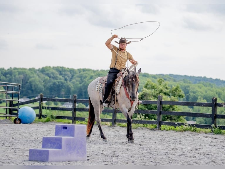 American Quarter Horse Mix Mare 3 years 15,3 hh Roan-Blue in Honey Brook