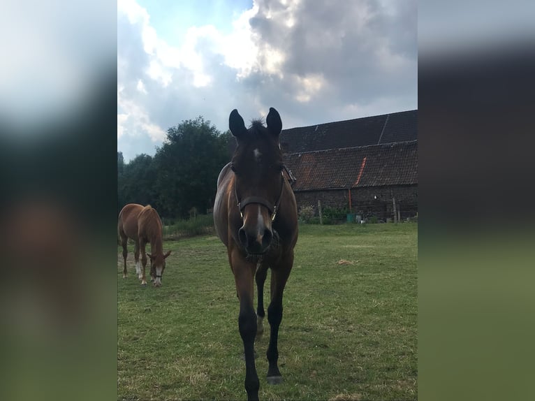 American Quarter Horse Mare 3 years 15 hh Brown in Bergkamen