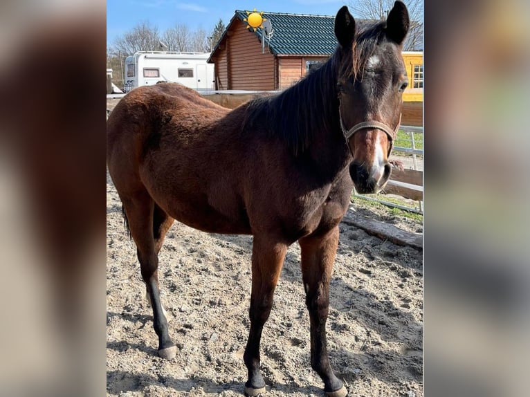 American Quarter Horse Mare 3 years 15 hh Brown in Bergkamen