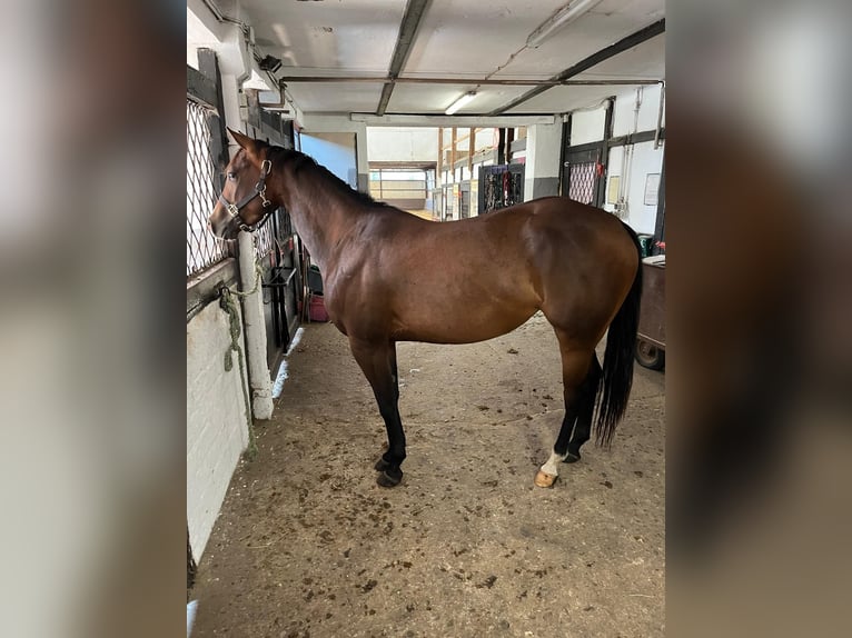 American Quarter Horse Mare 3 years 15 hh Brown in Bergkamen