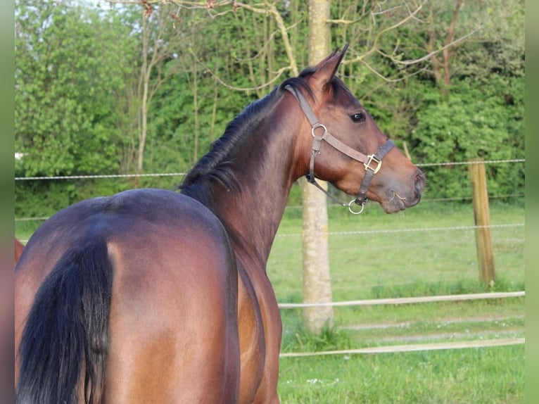 American Quarter Horse Mare 3 years 15 hh Brown in Bergkamen