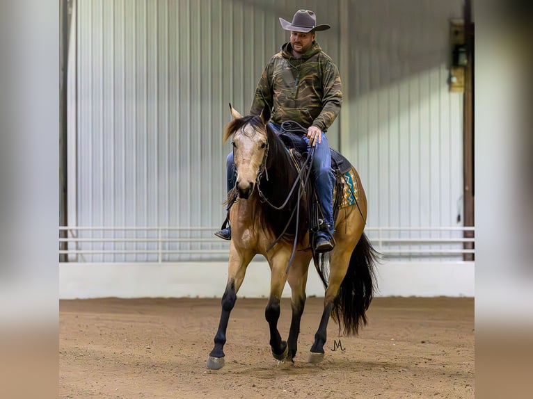 American Quarter Horse Mare 3 years 15 hh Buckskin in Cannon Falls, MN