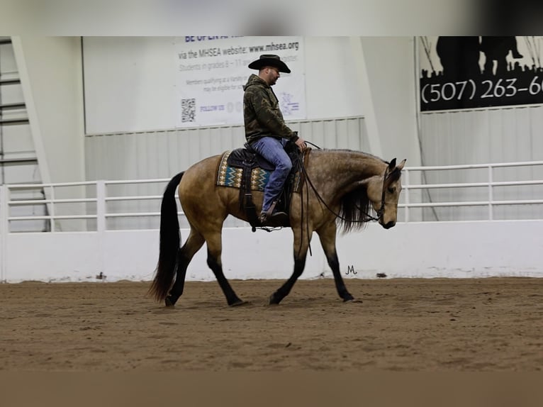 American Quarter Horse Mare 3 years 15 hh Buckskin in Cannon Falls, MN