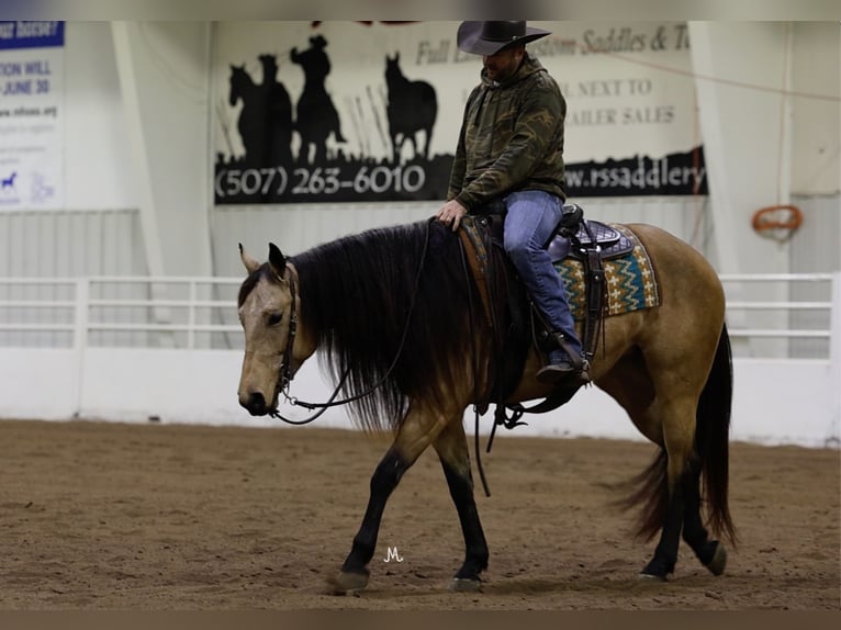 American Quarter Horse Mare 3 years 15 hh Buckskin in Cannon Falls, MN