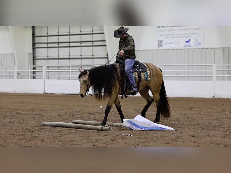 American Quarter Horse Mare 3 years 15 hh Buckskin in Cannon Falls, MN