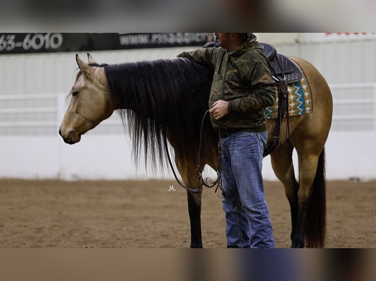 American Quarter Horse Mare 3 years 15 hh Buckskin in Cannon Falls, MN