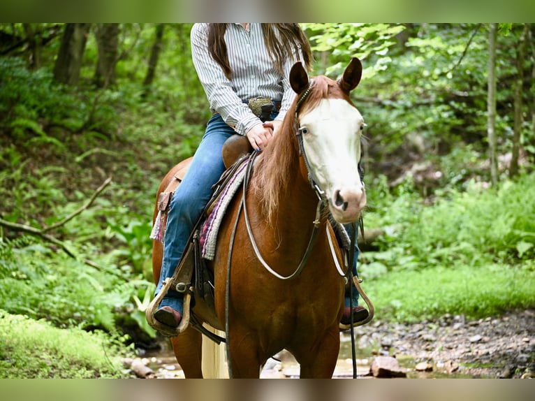 American Quarter Horse Mare 3 years 15 hh Chestnut in Newfoundland