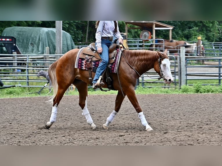 American Quarter Horse Mare 3 years 15 hh Chestnut in Newfoundland