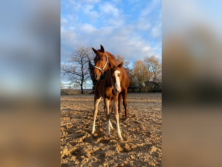 American Quarter Horse Mare 3 years 15 hh Chestnut-Red in Rendsburg