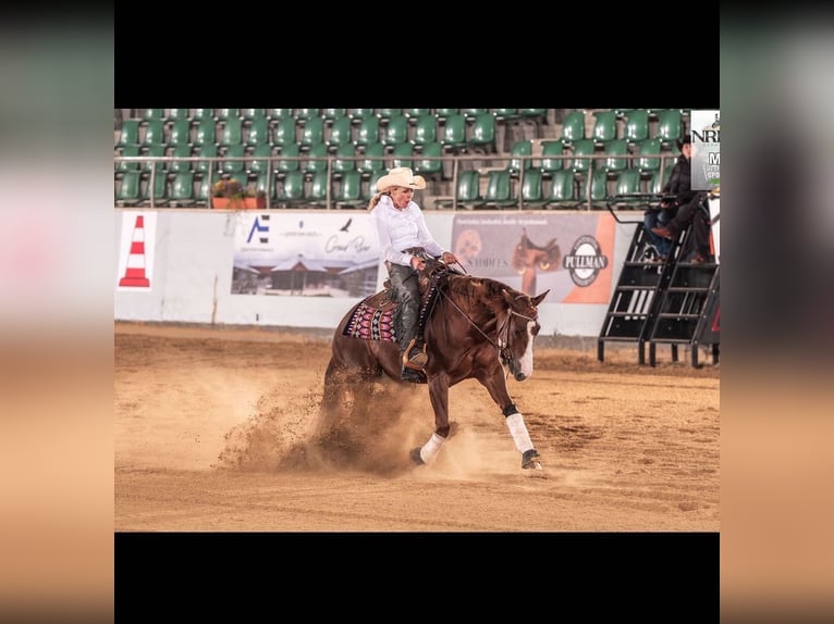 American Quarter Horse Mare 3 years 15 hh Chestnut-Red in Rendsburg