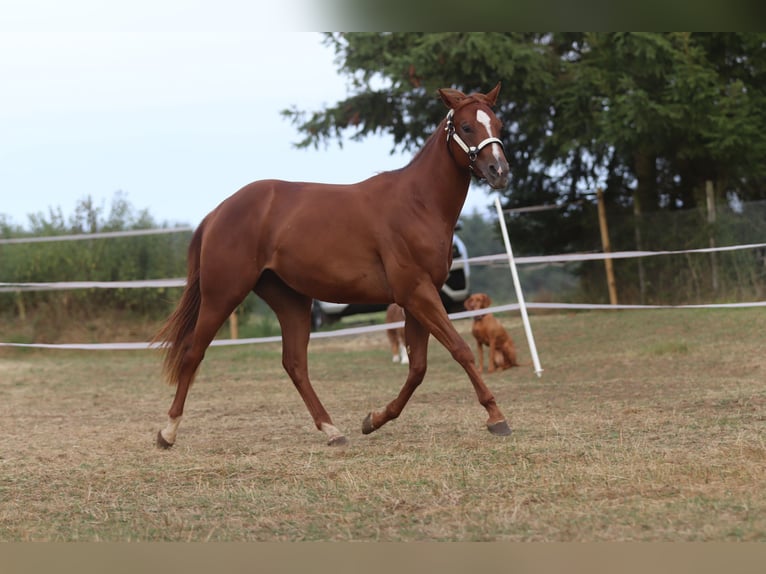 American Quarter Horse Mare 3 years 15 hh Chestnut-Red in Herborn