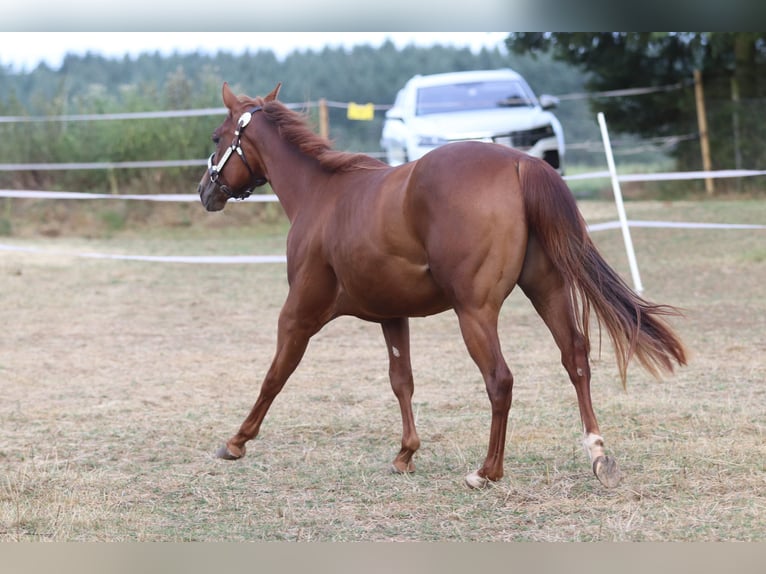 American Quarter Horse Mare 3 years 15 hh Chestnut-Red in Herborn