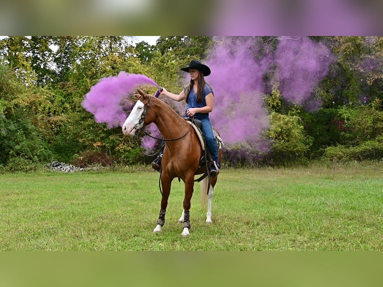 American Quarter Horse Mare 3 years 15 hh Chestnut in Newfoundland
