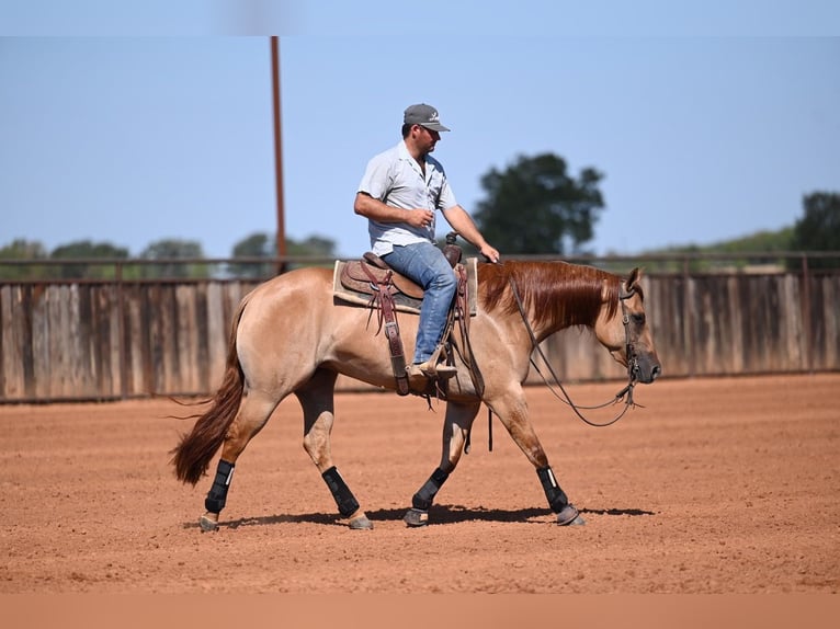 American Quarter Horse Mare 3 years 15 hh Dun in Waco