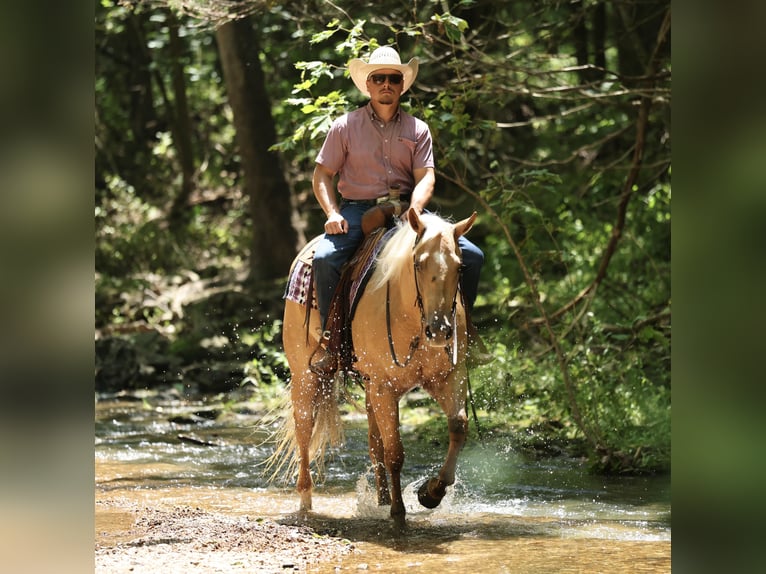 American Quarter Horse Mare 3 years 15 hh Palomino in Buffalo