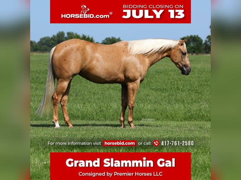 American Quarter Horse Mare 3 years 15 hh Palomino in Buffalo