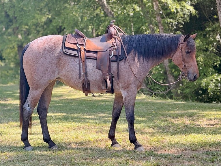 American Quarter Horse Mare 3 years 15 hh Roan-Bay in Cleveland, GA