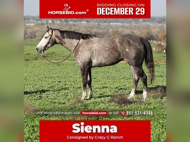 American Quarter Horse Mare 3 years 15,1 hh Grey-Dapple in Norco