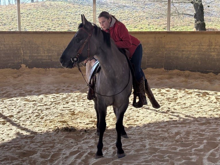 American Quarter Horse Mare 3 years 15,1 hh Grullo in Höringen