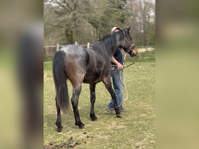 American Quarter Horse Mare 3 years 15,1 hh Roan-Bay in Thodure