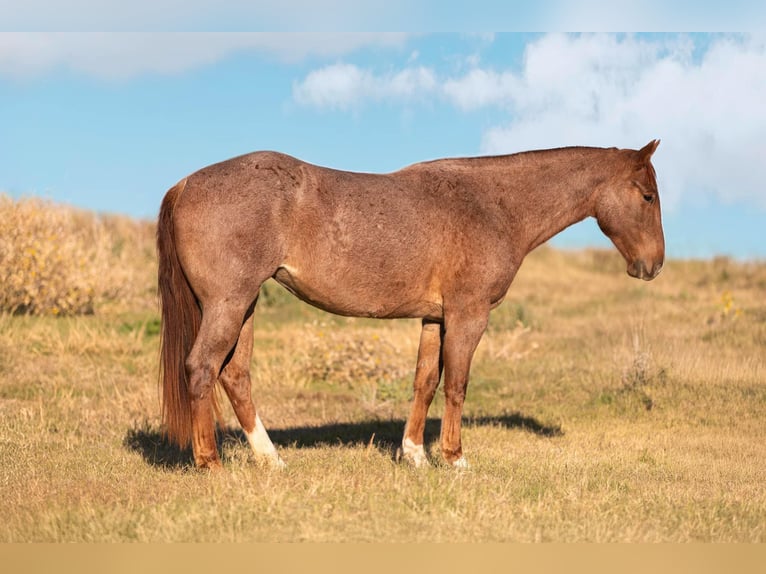 American Quarter Horse Mare 3 years 15,1 hh Roan-Red in Weatherford TX