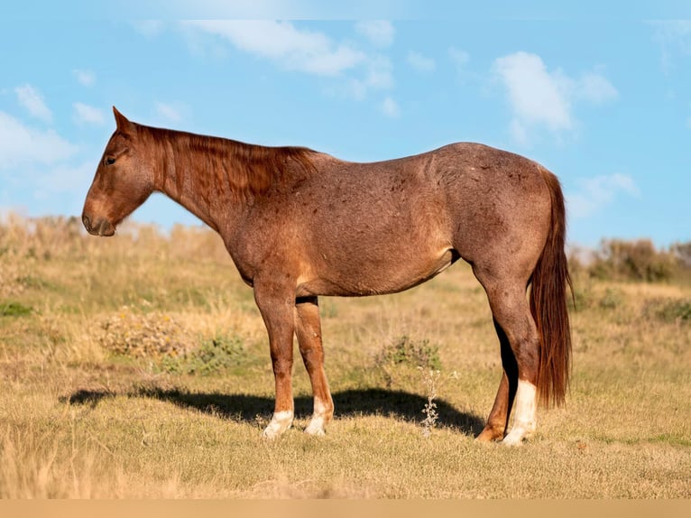 American Quarter Horse Mare 3 years 15,1 hh Roan-Red in Weatherford TX