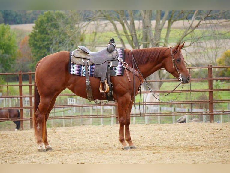 American Quarter Horse Mare 3 years 15,1 hh Sorrel in Fredericksburg, OH American Quarter Horse Mare 3 years 15,1 hh Sorrel in Fredericksburg, OH