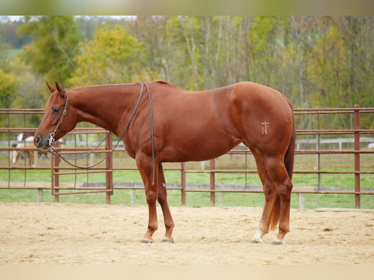 American Quarter Horse Mare 3 years 15,1 hh Sorrel in Fredericksburg, OH American Quarter Horse Mare 3 years 15,1 hh Sorrel in Fredericksburg, OH