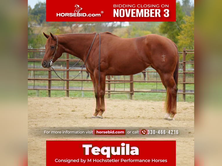American Quarter Horse Mare 3 years 15,1 hh Sorrel in Fredericksburg, OH American Quarter Horse Mare 3 years 15,1 hh Sorrel in Fredericksburg, OH