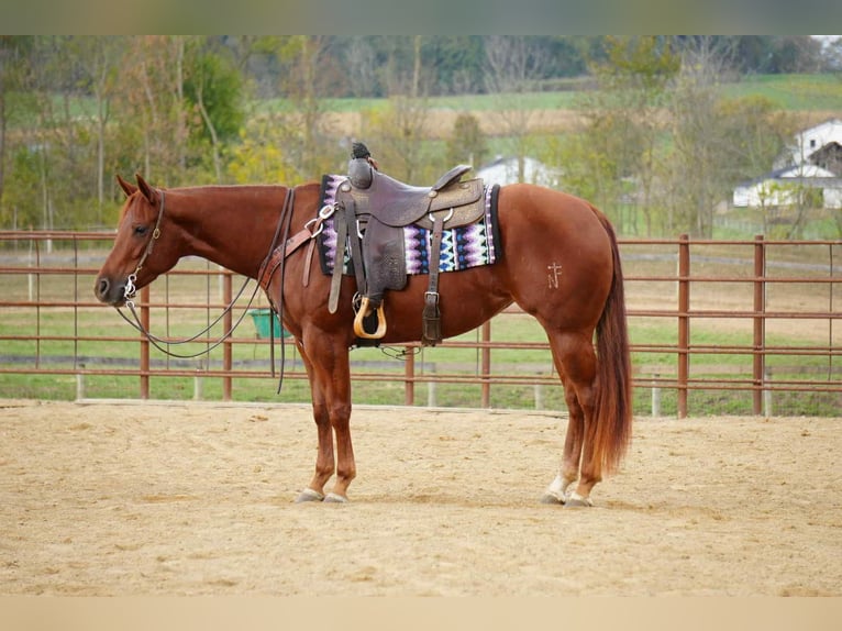 American Quarter Horse Mare 3 years 15,1 hh Sorrel in Fredericksburg, OH American Quarter Horse Mare 3 years 15,1 hh Sorrel in Fredericksburg, OH