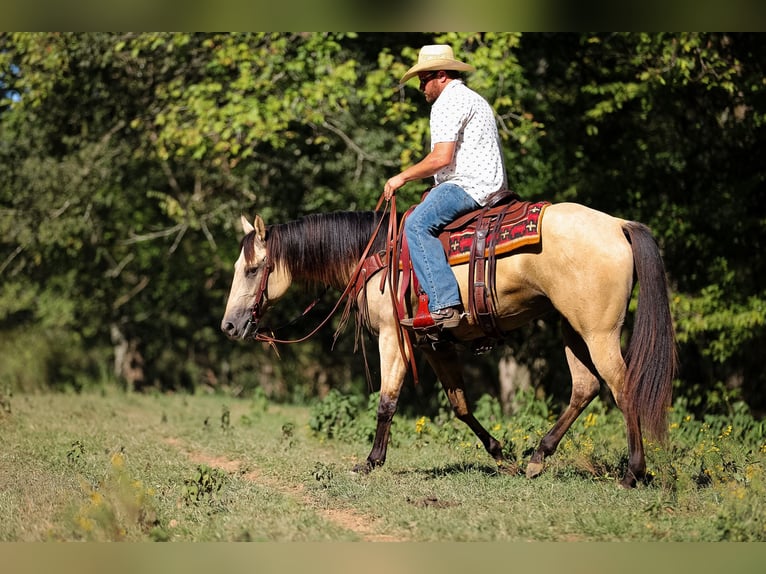 American Quarter Horse Mare 3 years 15,2 hh Buckskin in Santa Fe, TN
