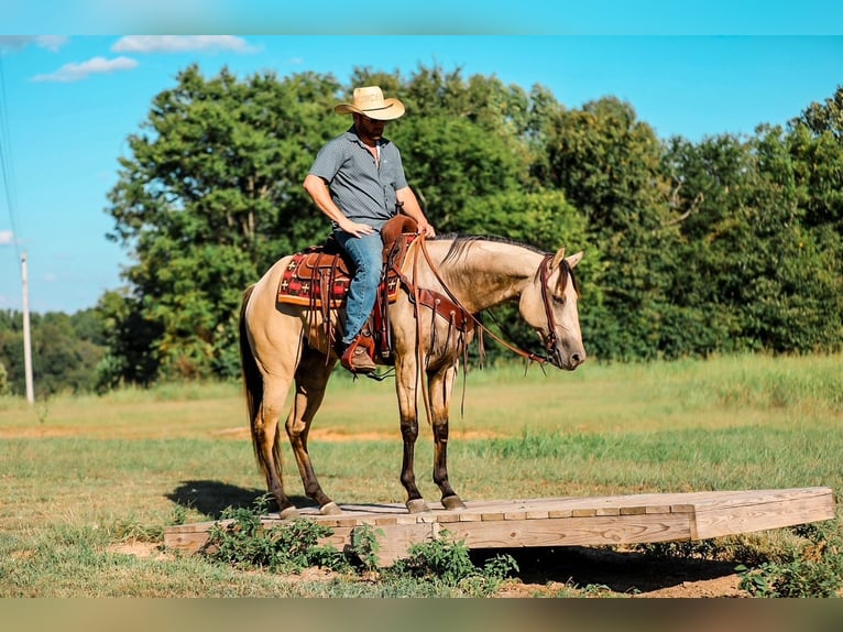American Quarter Horse Mare 3 years 15,2 hh Buckskin in Santa Fe, TN