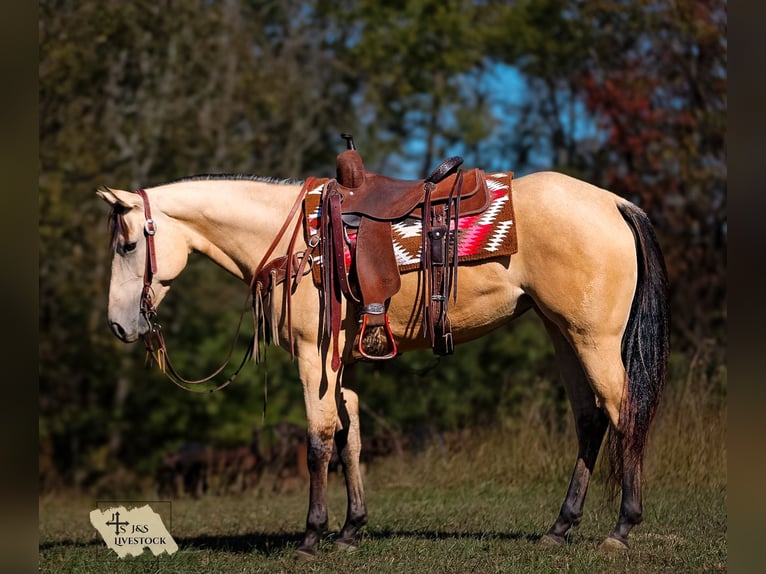 American Quarter Horse Mare 3 years 15,2 hh Buckskin in Santa Fe American Quarter Horse Mare 3 years 15,2 hh Buckskin in Santa Fe