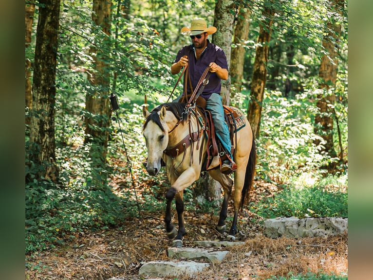 American Quarter Horse Mare 3 years 15,2 hh Buckskin in Santa Fe
