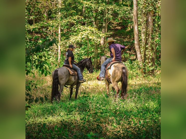 American Quarter Horse Mare 3 years 15,2 hh Buckskin in Santa Fe American Quarter Horse Mare 3 years 15,2 hh Buckskin in Santa Fe