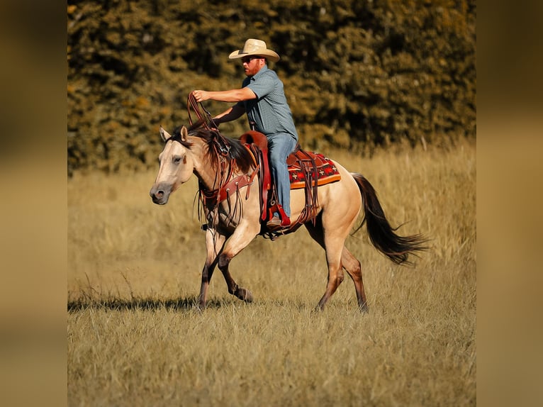 American Quarter Horse Mare 3 years 15,2 hh Buckskin in Santa Fe