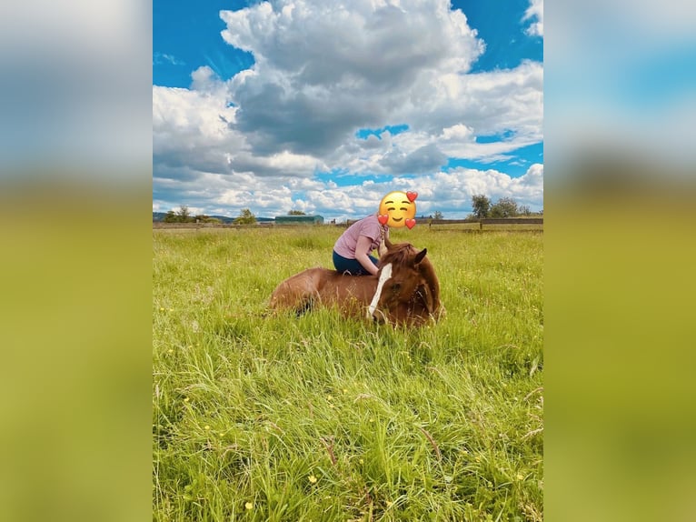 American Quarter Horse Mare 3 years 15,2 hh Chestnut in Finnentrop