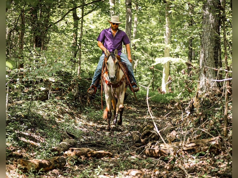American Quarter Horse Mare 3 years 15,2 hh in Santa Fe, TN