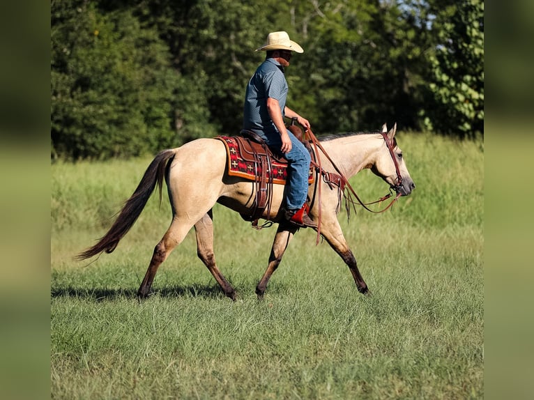 American Quarter Horse Mare 3 years 15,2 hh in Santa Fe, TN
