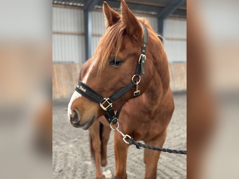 American Quarter Horse Mare 3 years 15,2 hh Sorrel in Randers