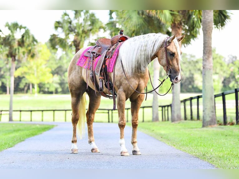 American Quarter Horse Mare 3 years 16 hh Palomino in Ocala