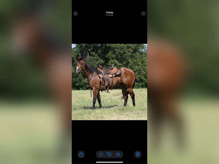 American Quarter Horse Mare 3 years Bay in Crescent, OK