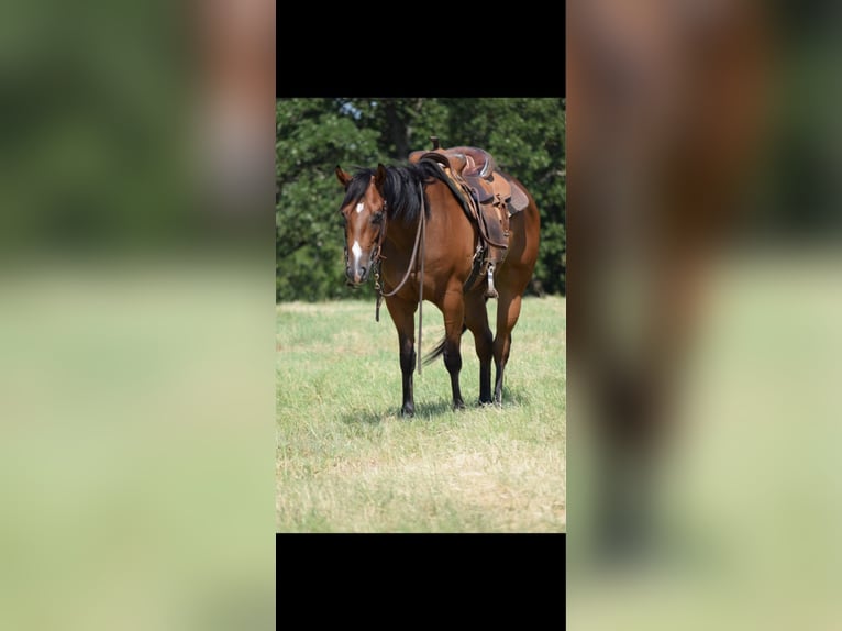 American Quarter Horse Mare 3 years Bay in Crescent, OK