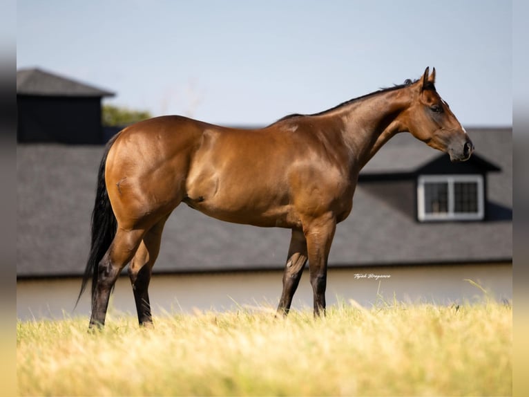 American Quarter Horse Mare 3 years Bay in Crescent, OK