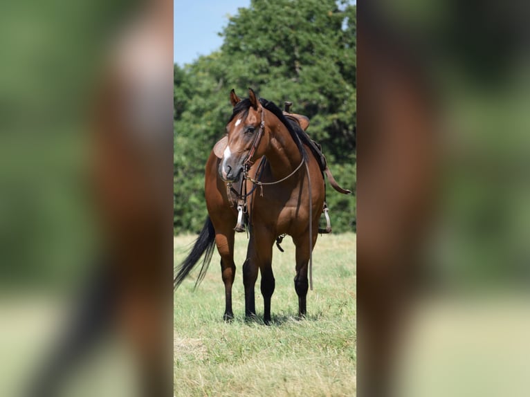 American Quarter Horse Mare 3 years Bay in Crescent, OK