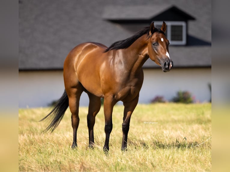 American Quarter Horse Mare 3 years Bay in Crescent, OK