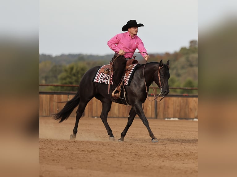 American Quarter Horse Mare 3 years Black in Buffalo